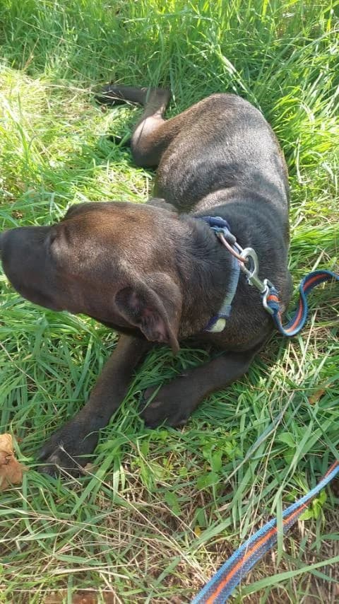 Apacs, female Mixed Breed for adoption at Vackoló Állatmenhely Veszprém, Vackolo photo 5