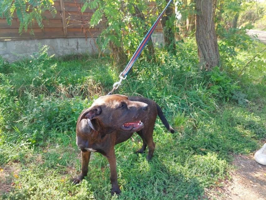 Apacs, female Mixed Breed for adoption at Vackoló Állatmenhely Veszprém, Vackolo photo 6