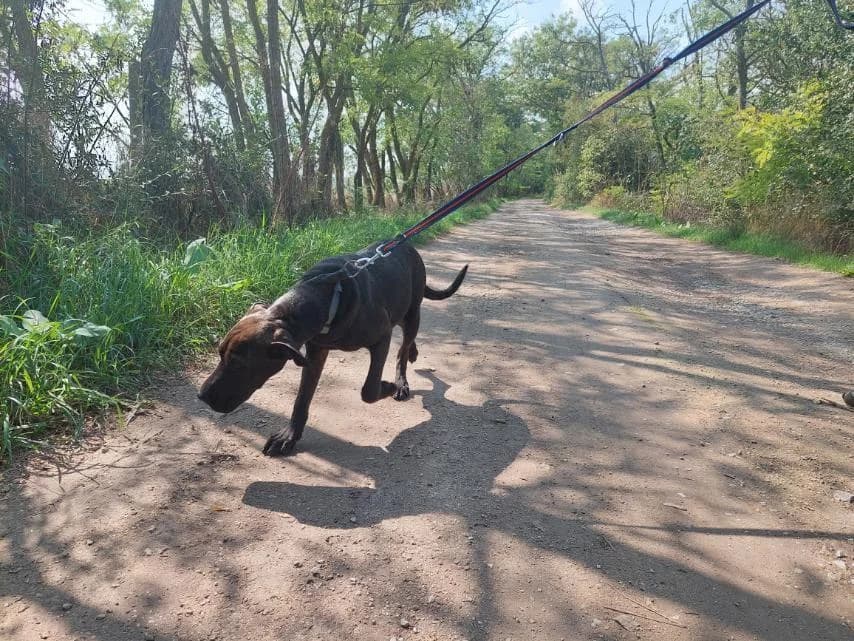 Apacs, female Mixed Breed for adoption at Vackoló Állatmenhely Veszprém, Vackolo photo 7