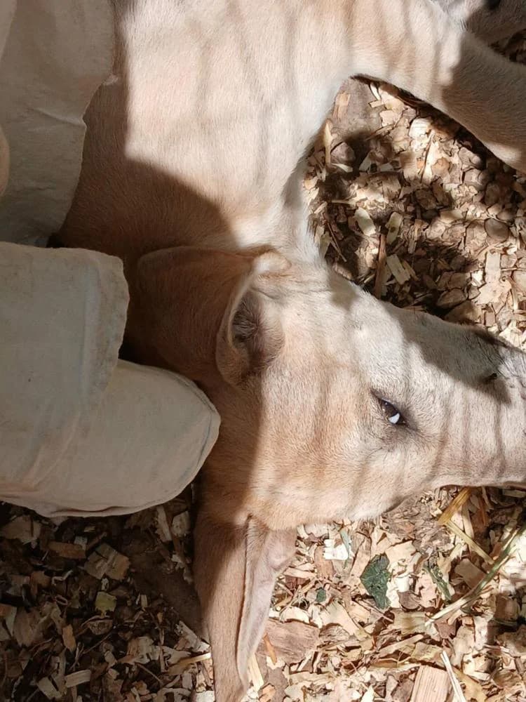 Aurél, male Mixed Breed for adoption at Vackoló Állatmenhely Veszprém, Vackolo photo 2
