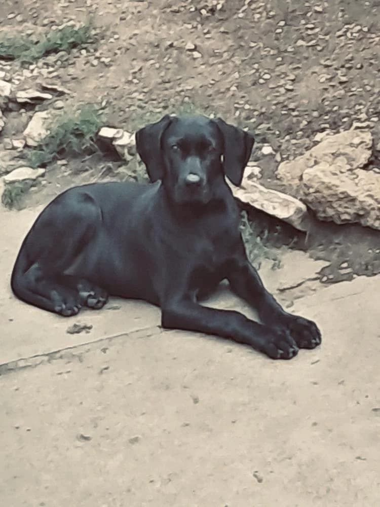 Arzén, male Mixed Breed for adoption at Vackoló Állatmenhely Veszprém, Vackolo photo 2