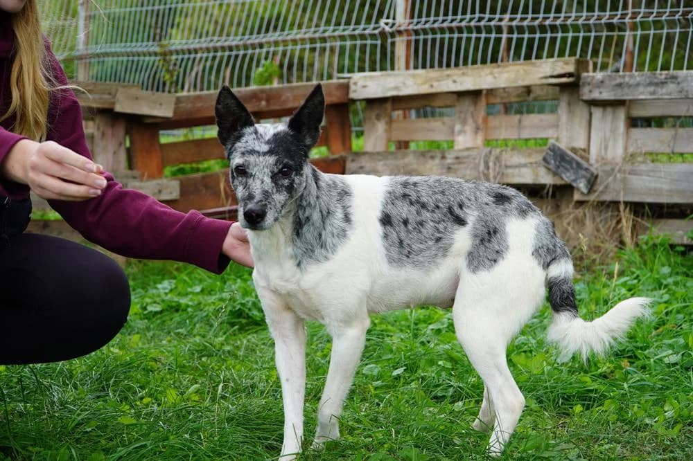 Arzén, male Mixed Breed for adoption at Vackoló Állatmenhely Veszprém, Vackolo photo 5