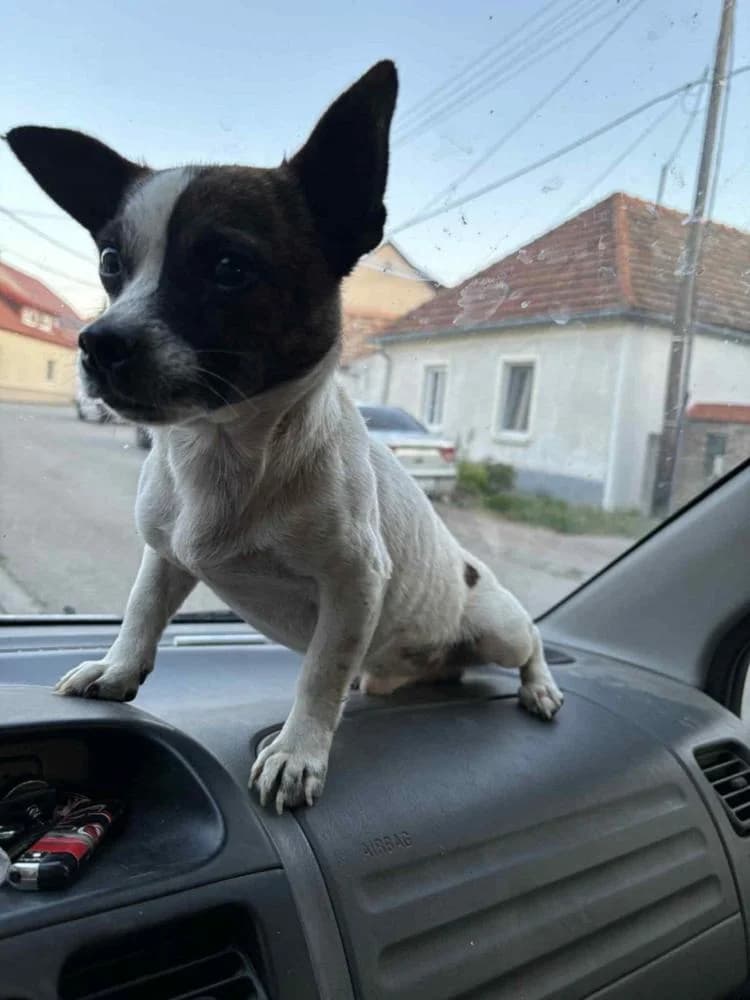 Churchill, male Mixed Breed for adoption at Vackoló Állatmenhely Veszprém, Vackolo photo 2