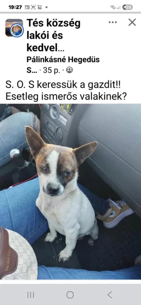 Churchill, male Mixed Breed for adoption at Vackoló Állatmenhely Veszprém, Vackolo photo 4