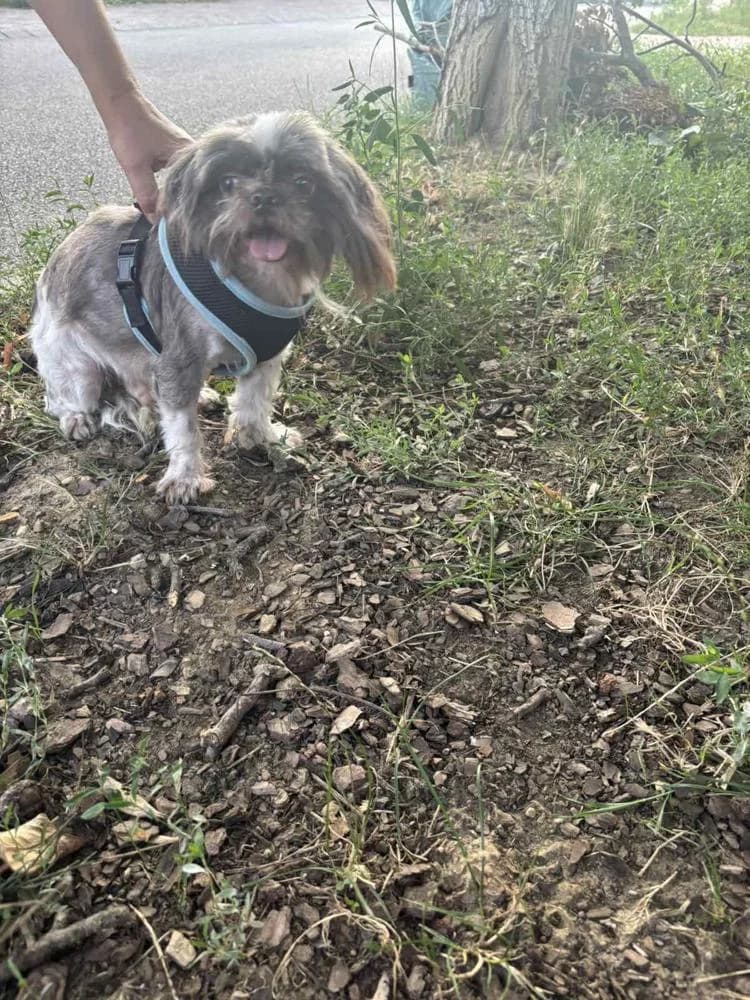 Max, male Mixed Breed for adoption at Vackoló Állatmenhely Veszprém, Vackolo photo 2