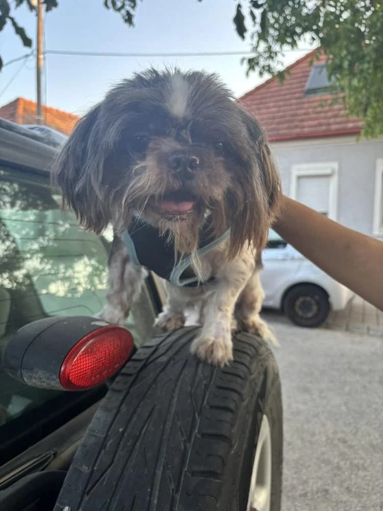 Max, male Mixed Breed for adoption at Vackoló Állatmenhely Veszprém, Vackolo photo 4