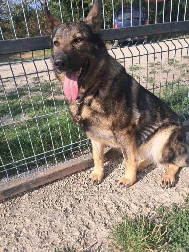 Medárd, female Mixed Breed for adoption at Vackoló Állatmenhely Veszprém, Vackolo photo 2