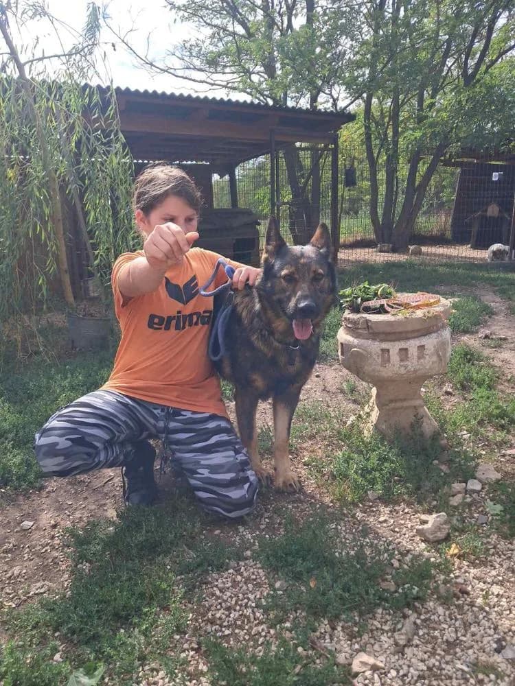 Medárd, female Mixed Breed for adoption at Vackoló Állatmenhely Veszprém, Vackolo photo 4