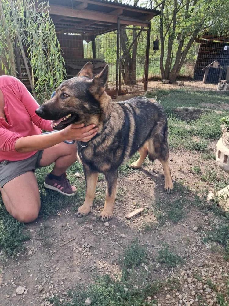 Medárd, female Mixed Breed for adoption at Vackoló Állatmenhely Veszprém, Vackolo photo 5