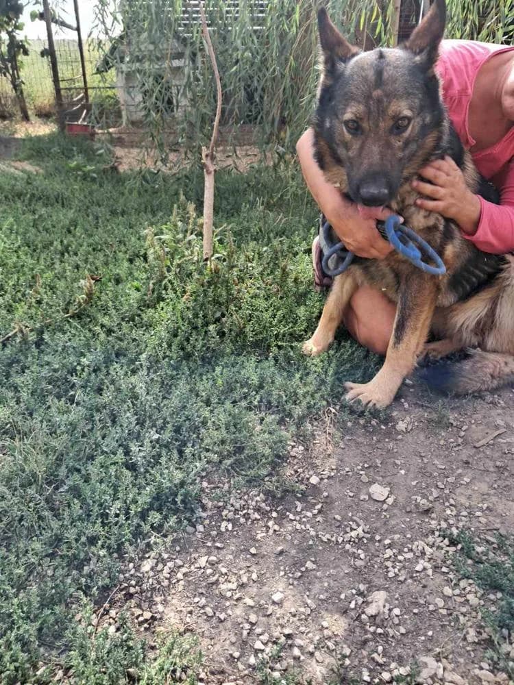 Medárd, female Mixed Breed for adoption at Vackoló Állatmenhely Veszprém, Vackolo photo 6