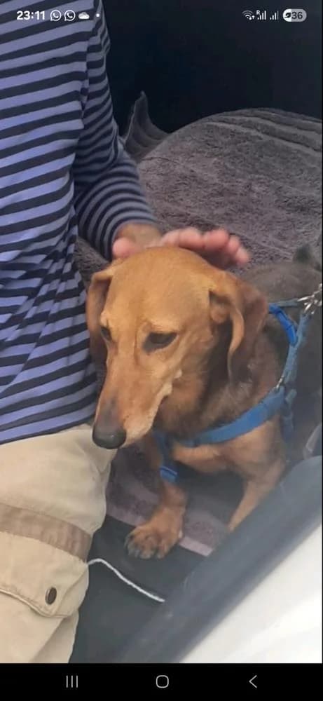 Tutaj, male Mixed Breed for adoption at Vackoló Állatmenhely Veszprém, Vackolo photo 2