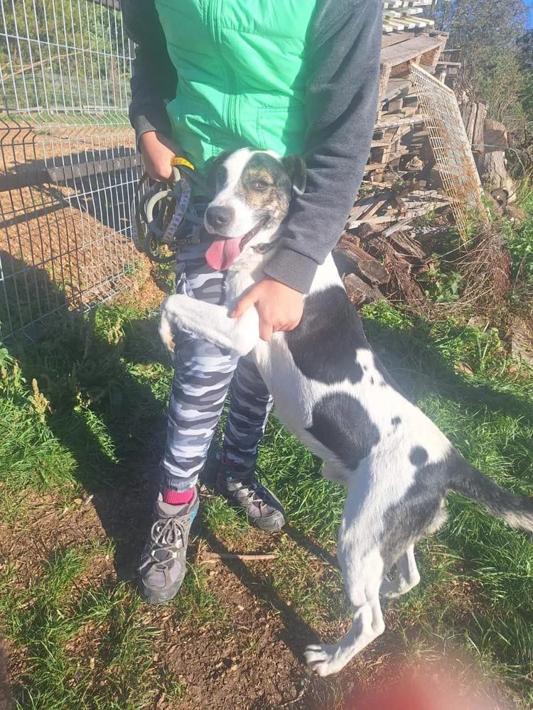 Tutaj, male Mixed Breed for adoption at Vackoló Állatmenhely Veszprém, Vackolo photo 8