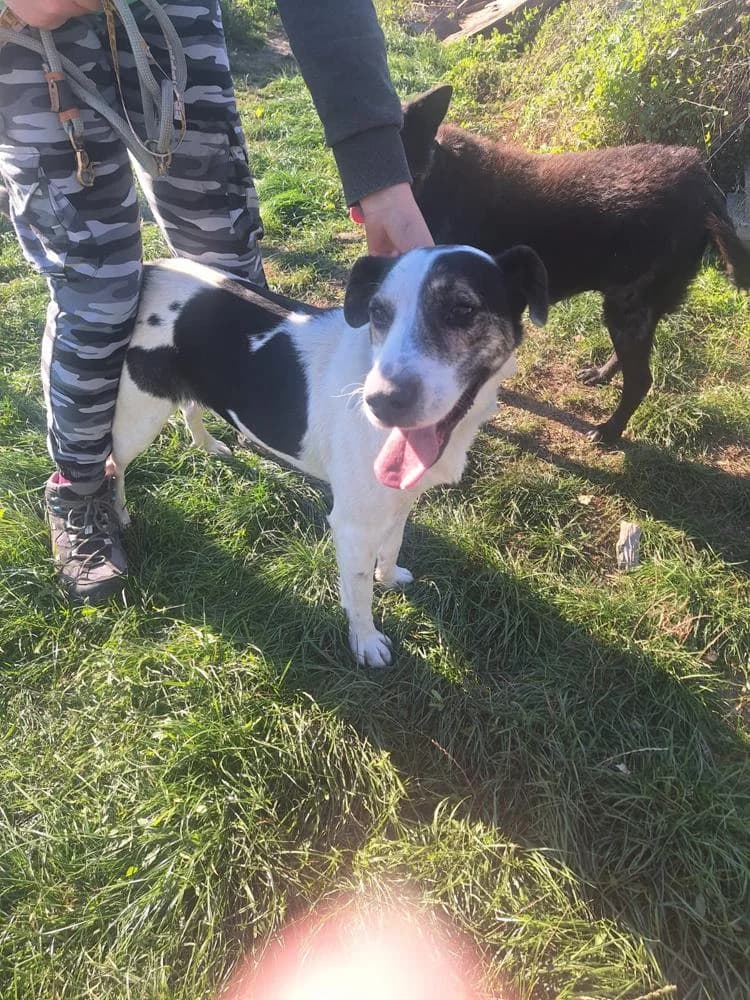Fecó, male Mixed Breed for adoption at Vackoló Állatmenhely Veszprém, Vackolo photo 4