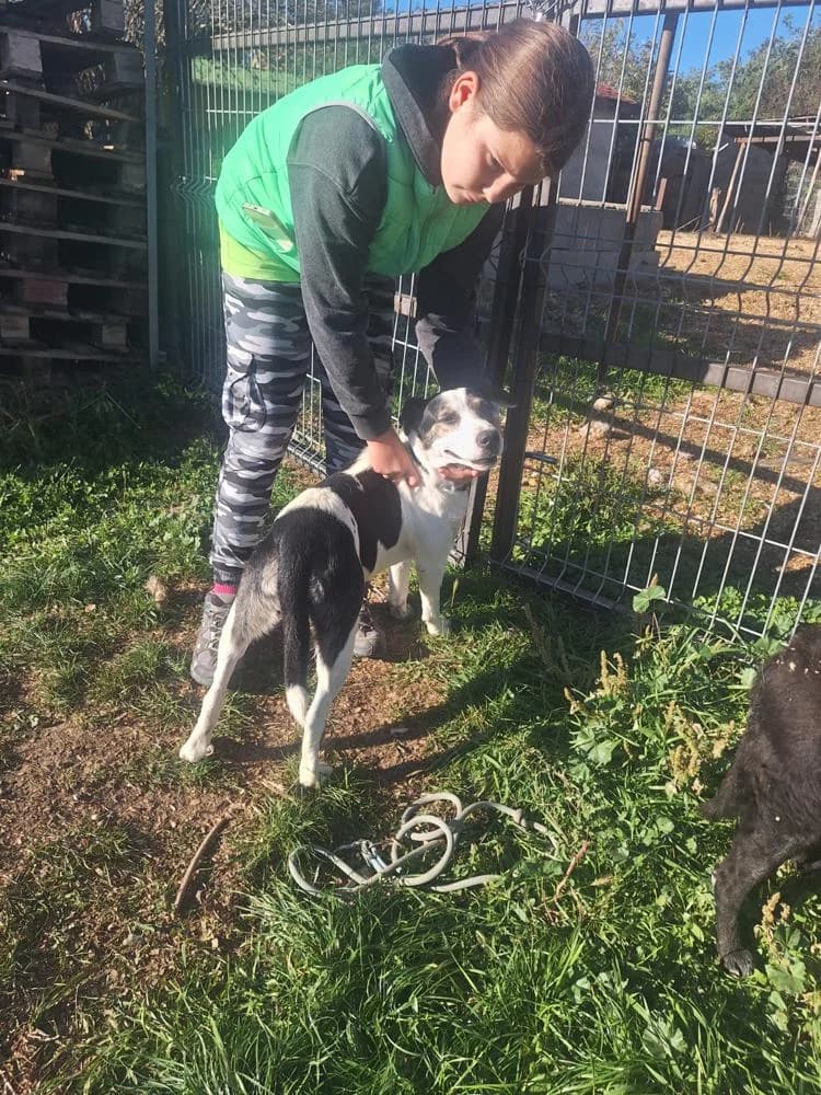 Fecó, male Mixed Breed for adoption at Vackoló Állatmenhely Veszprém, Vackolo photo 5