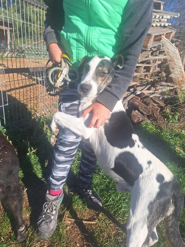 Fecó, male Mixed Breed for adoption at Vackoló Állatmenhely Veszprém, Vackolo photo 6