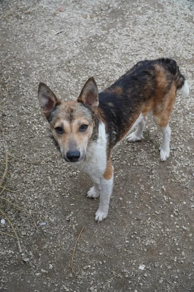 Simon, male Mixed Breed for adoption at Vackoló Állatmenhely Veszprém, Vackolo photo 2