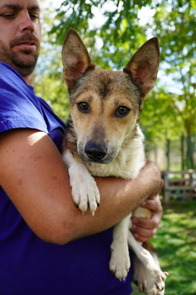 Simon, male Mixed Breed for adoption at Vackoló Állatmenhely Veszprém, Vackolo photo 4