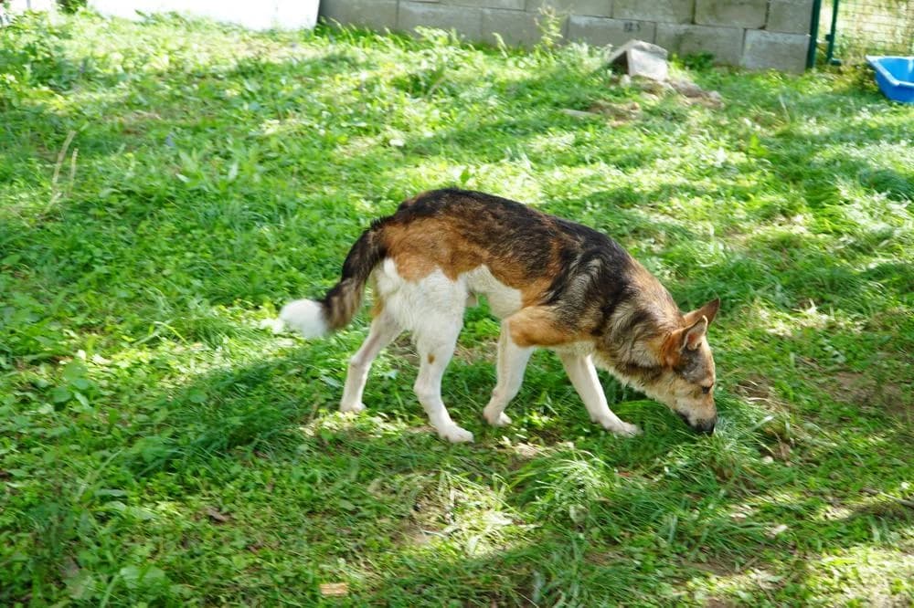 Simon, male Mixed Breed for adoption at Vackoló Állatmenhely Veszprém, Vackolo photo 5