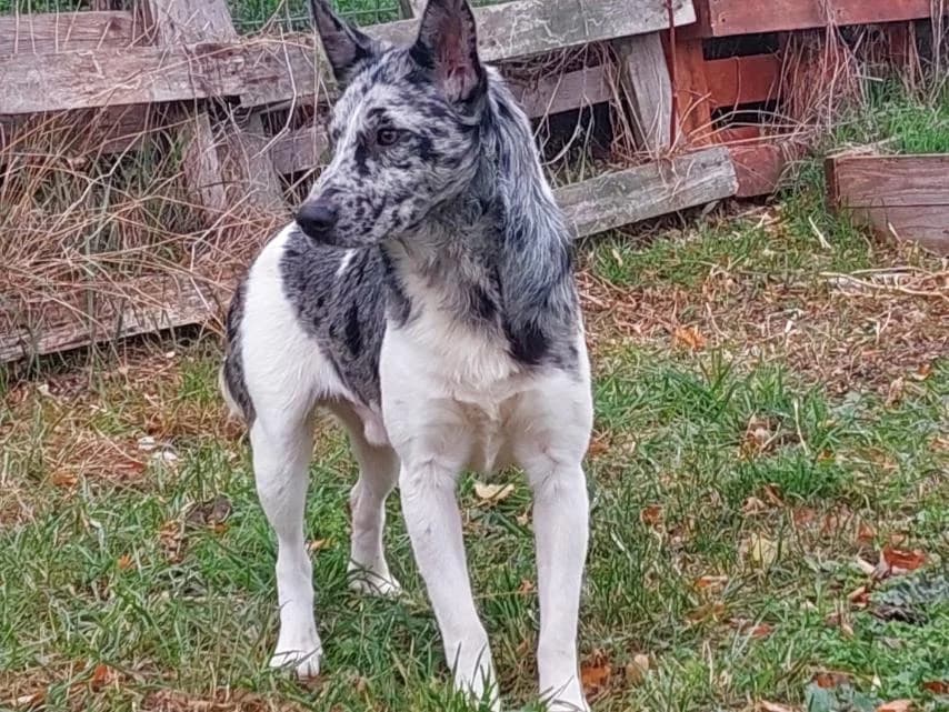 Simon, male Mixed Breed for adoption at Vackoló Állatmenhely Veszprém, Vackolo photo 8