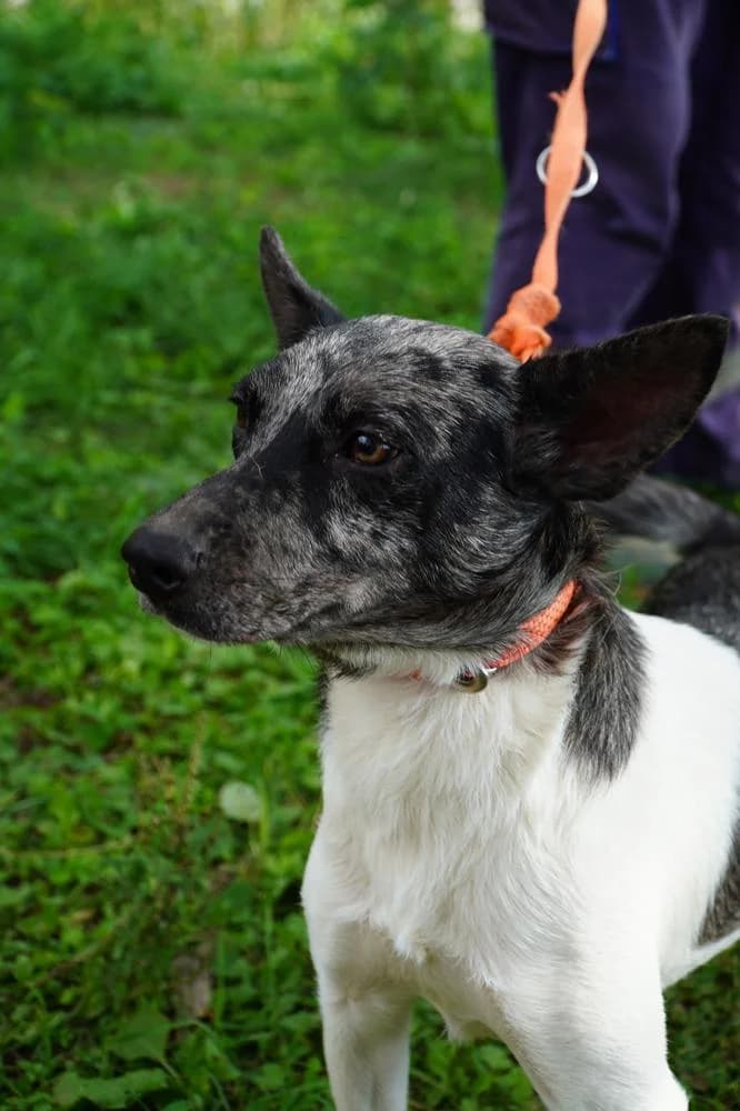 Sarolta, female Mixed Breed for adoption at Vackoló Állatmenhely Veszprém, Vackolo photo 2