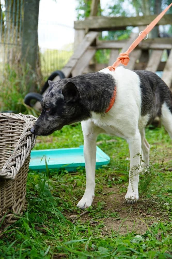 Sarolta, female Mixed Breed for adoption at Vackoló Állatmenhely Veszprém, Vackolo photo 4