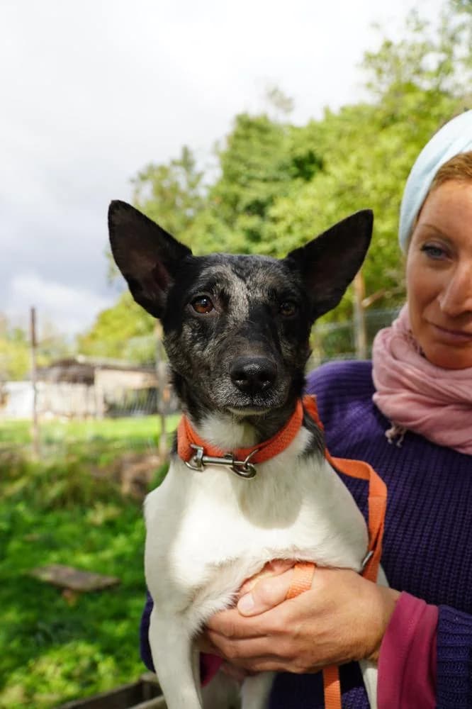 Sarolta, female Mixed Breed for adoption at Vackoló Állatmenhely Veszprém, Vackolo photo 5