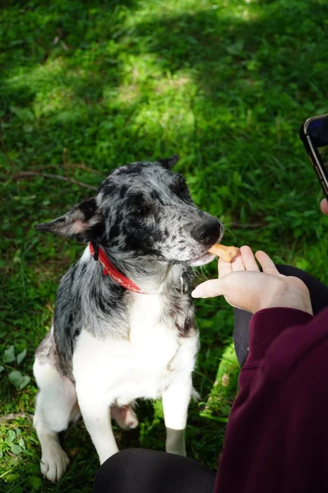 Sajó, male Mixed Breed for adoption at Vackoló Állatmenhely Veszprém, Vackolo photo 4