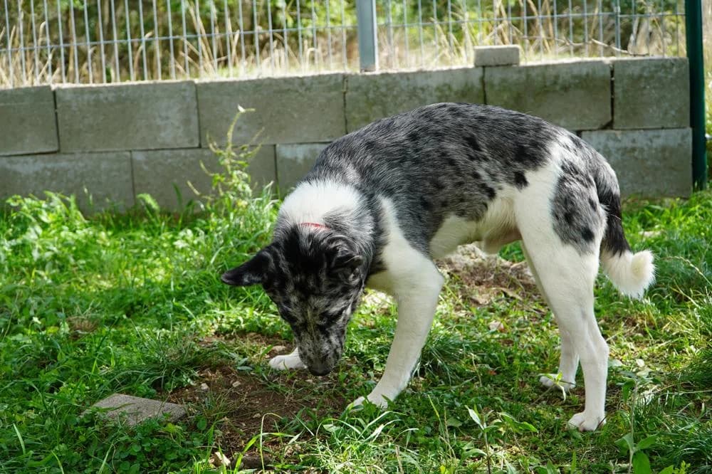 Sajó, male Mixed Breed for adoption at Vackoló Állatmenhely Veszprém, Vackolo photo 5
