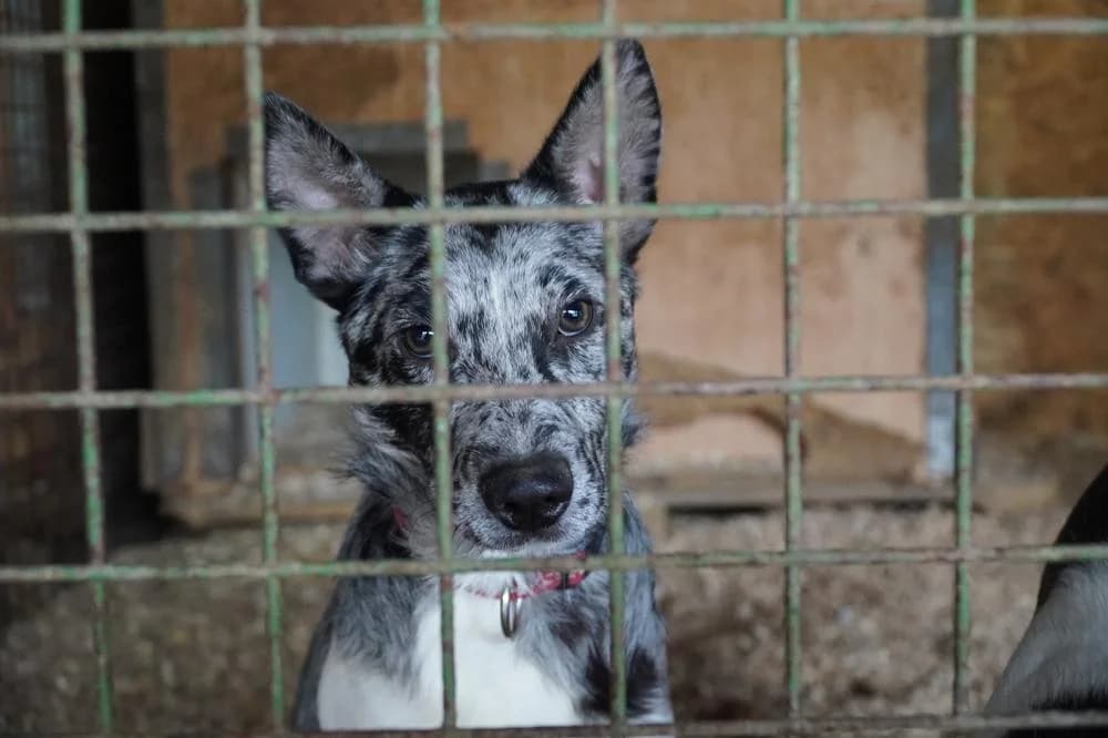 Sajó, male Mixed Breed for adoption at Vackoló Állatmenhely Veszprém, Vackolo photo 6
