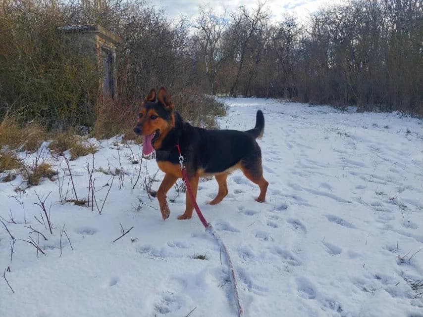 Sajó, male Mixed Breed for adoption at Vackoló Állatmenhely Veszprém, Vackolo photo 7