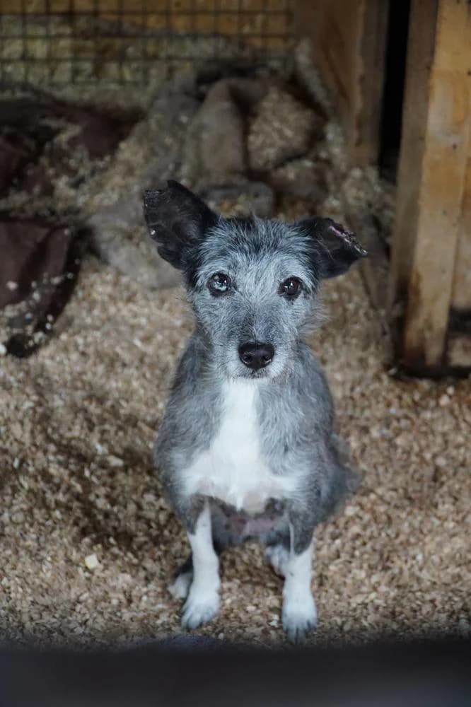 Sissy, female Mixed Breed for adoption at Vackoló Állatmenhely Veszprém, Vackolo photo 2