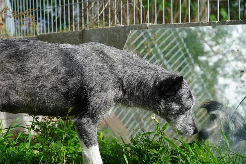 Sissy, female Mixed Breed for adoption at Vackoló Állatmenhely Veszprém, Vackolo photo 4