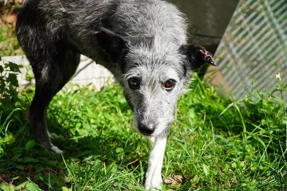 Sissy, female Mixed Breed for adoption at Vackoló Állatmenhely Veszprém, Vackolo photo 5