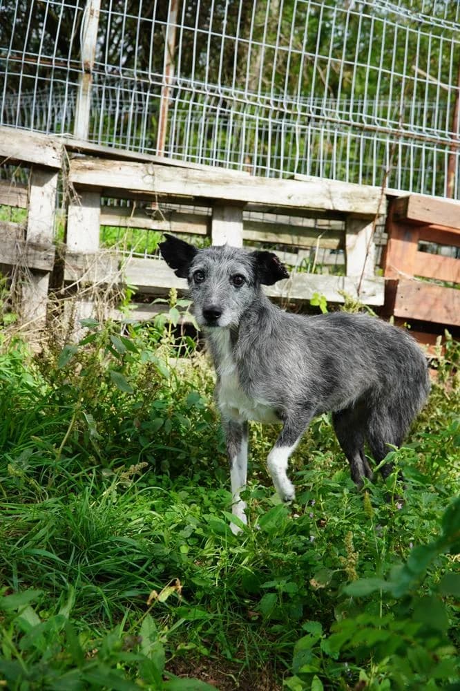 Sissy, female Mixed Breed for adoption at Vackoló Állatmenhely Veszprém, Vackolo photo 6