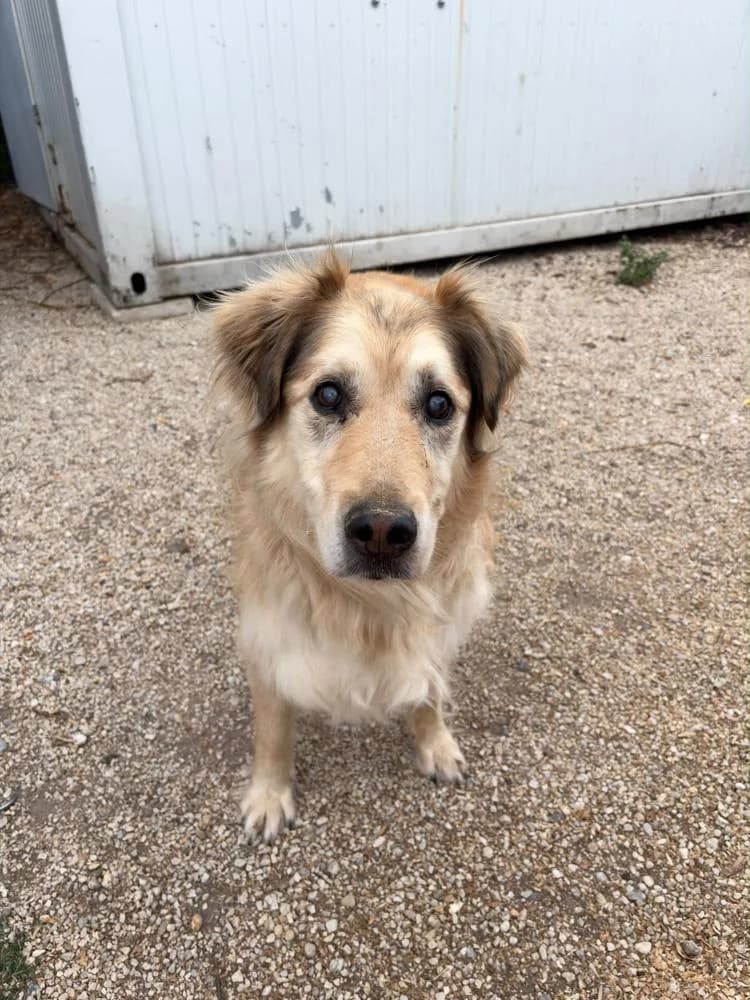 Renci, male senior Mixed Breed for adoption at Vackoló Állatmenhely Veszprém, Vackolo