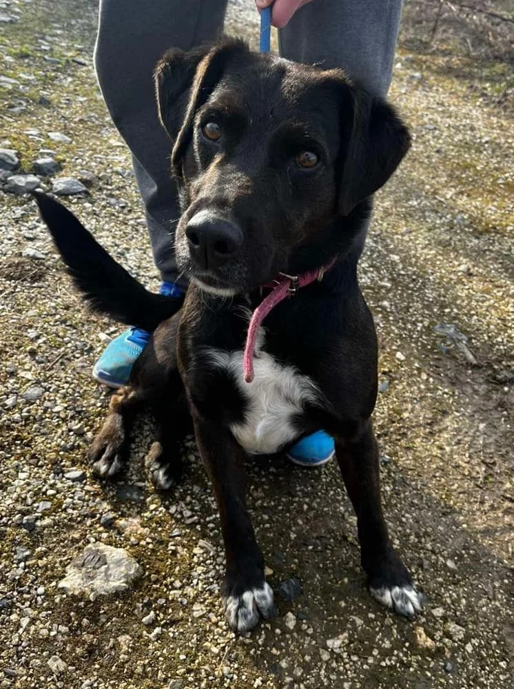 Domenico, male Mixed Breed for adoption at Vackoló Állatmenhely Veszprém, Vackolo photo 2