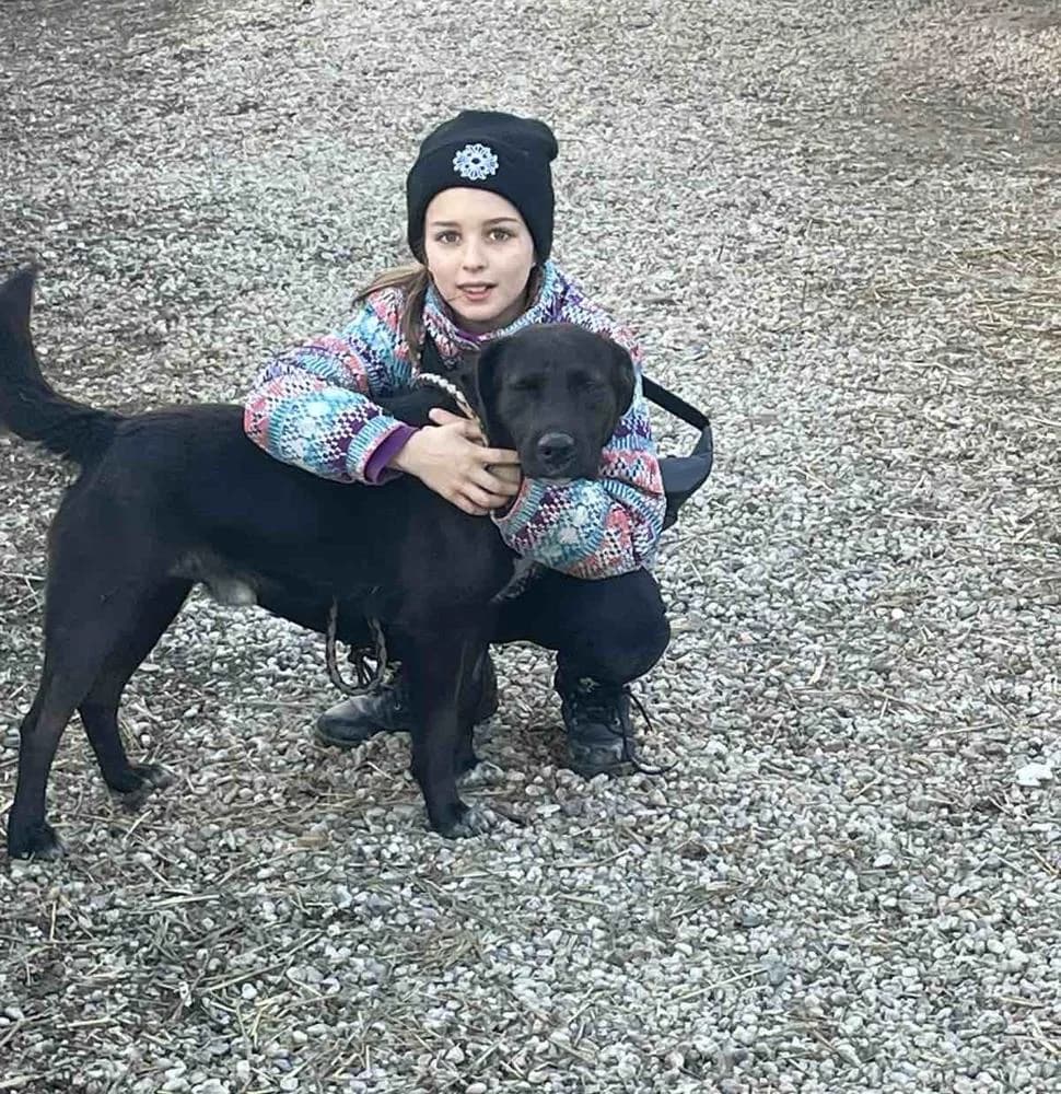 Domenico, male Mixed Breed for adoption at Vackoló Állatmenhely Veszprém, Vackolo photo 4