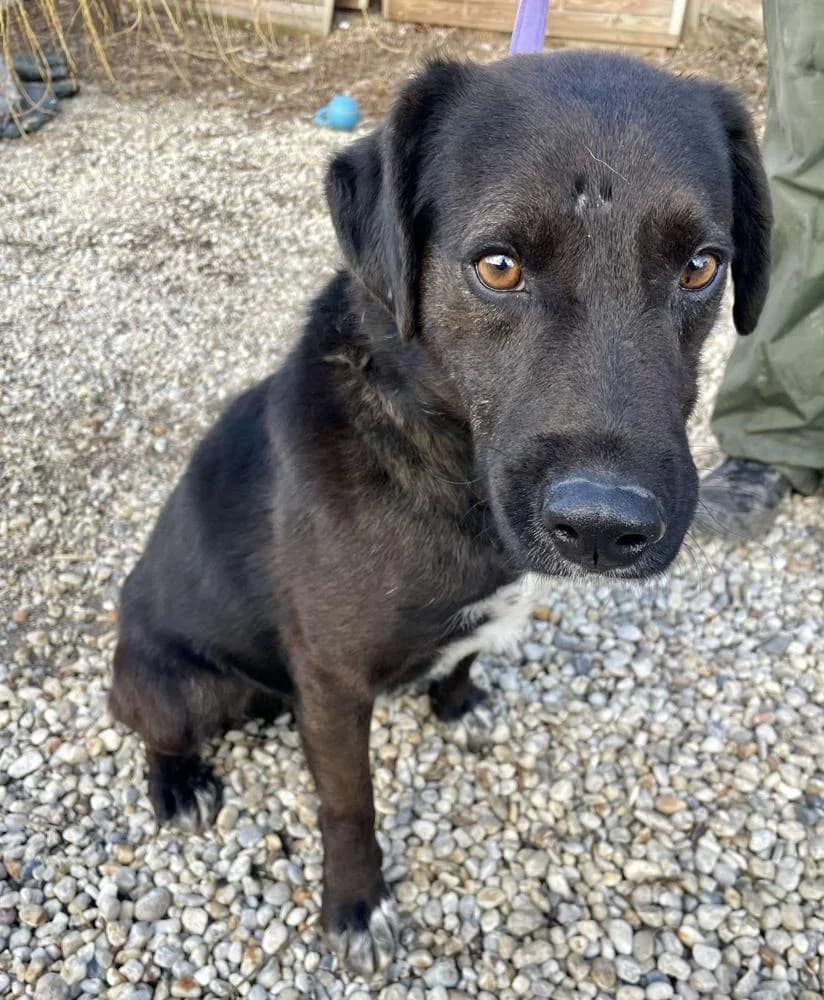 Domenico, male Mixed Breed for adoption at Vackoló Állatmenhely Veszprém, Vackolo photo 5
