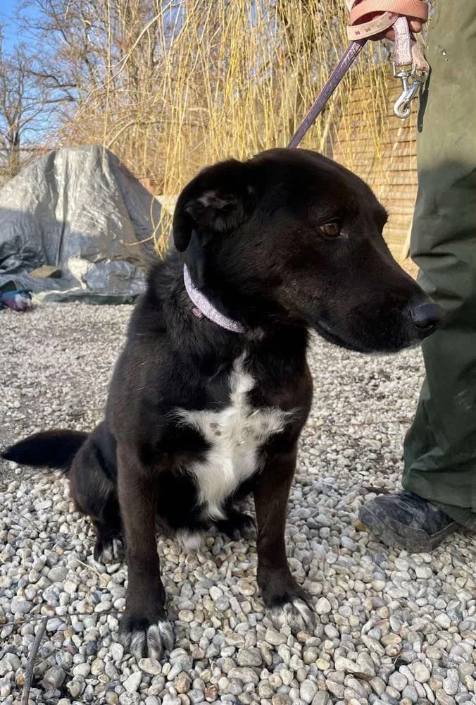 Domenico, male Mixed Breed for adoption at Vackoló Állatmenhely Veszprém, Vackolo photo 6