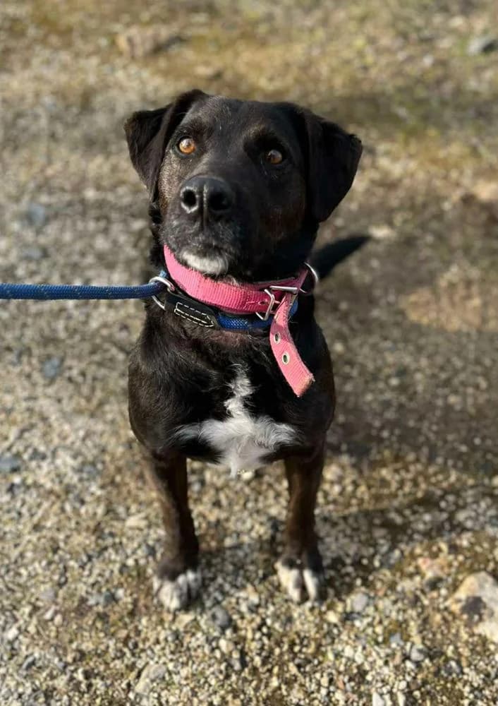 Domenico, male Mixed Breed for adoption at Vackoló Állatmenhely Veszprém, Vackolo photo 7