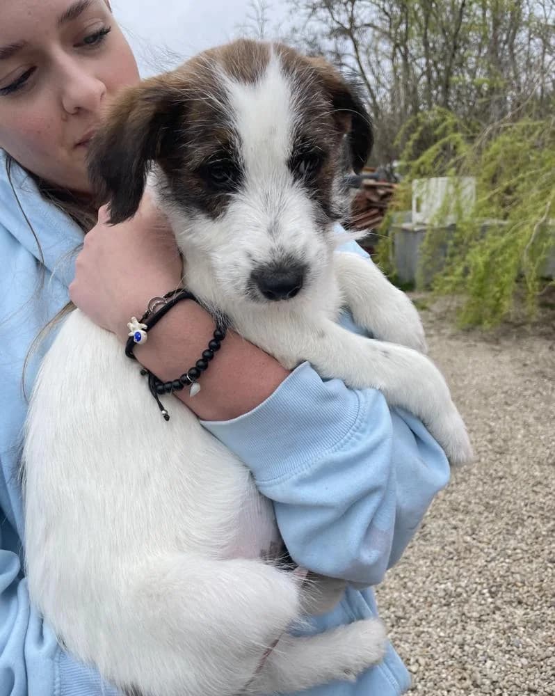 Flóra, female Mixed Breed for adoption at Vackoló Állatmenhely Veszprém, Vackolo photo 2