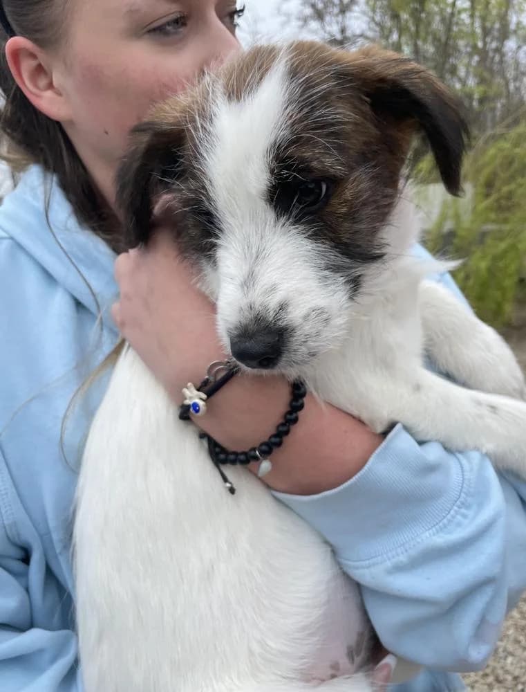 Flóra, female Mixed Breed for adoption at Vackoló Állatmenhely Veszprém, Vackolo photo 4