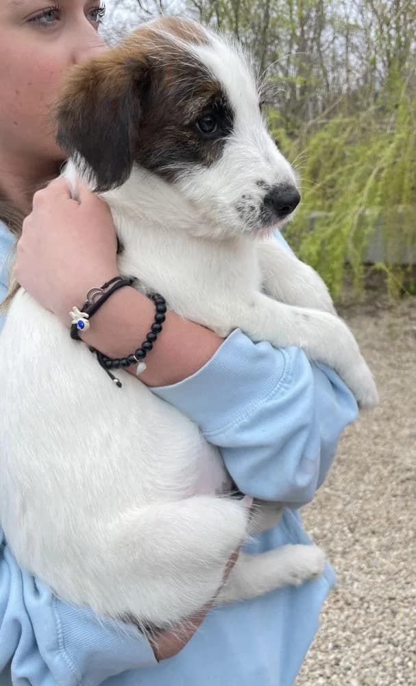 Flóra, female Mixed Breed for adoption at Vackoló Állatmenhely Veszprém, Vackolo photo 5