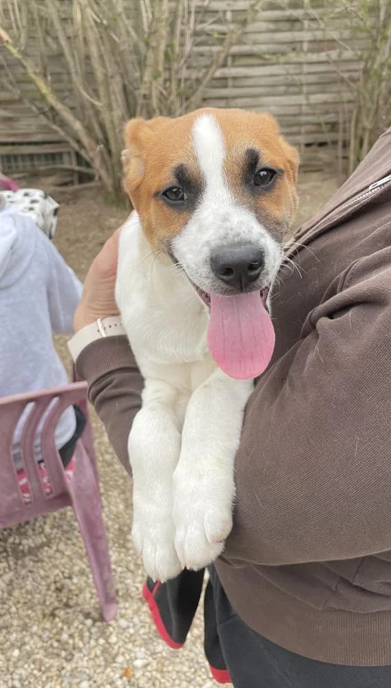 Frufru, female Mixed Breed for adoption at Vackoló Állatmenhely Veszprém, Vackolo photo 2