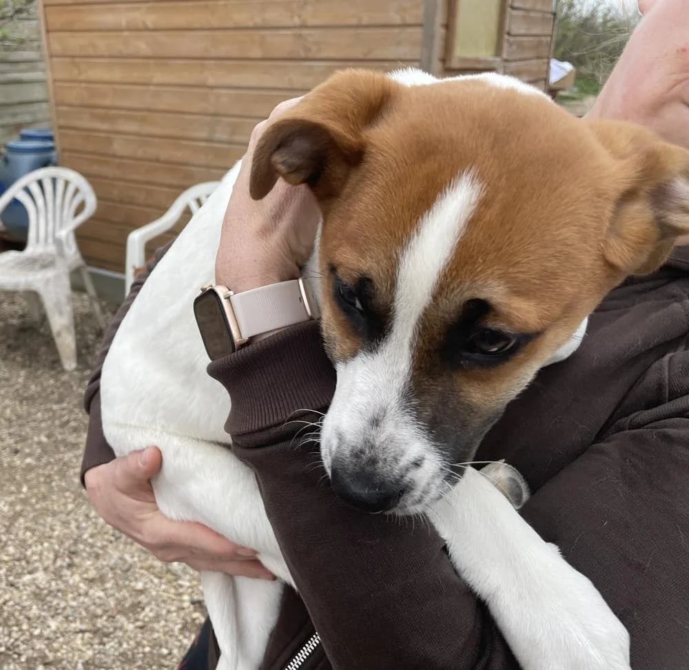 Frufru, female Mixed Breed for adoption at Vackoló Állatmenhely Veszprém, Vackolo photo 4