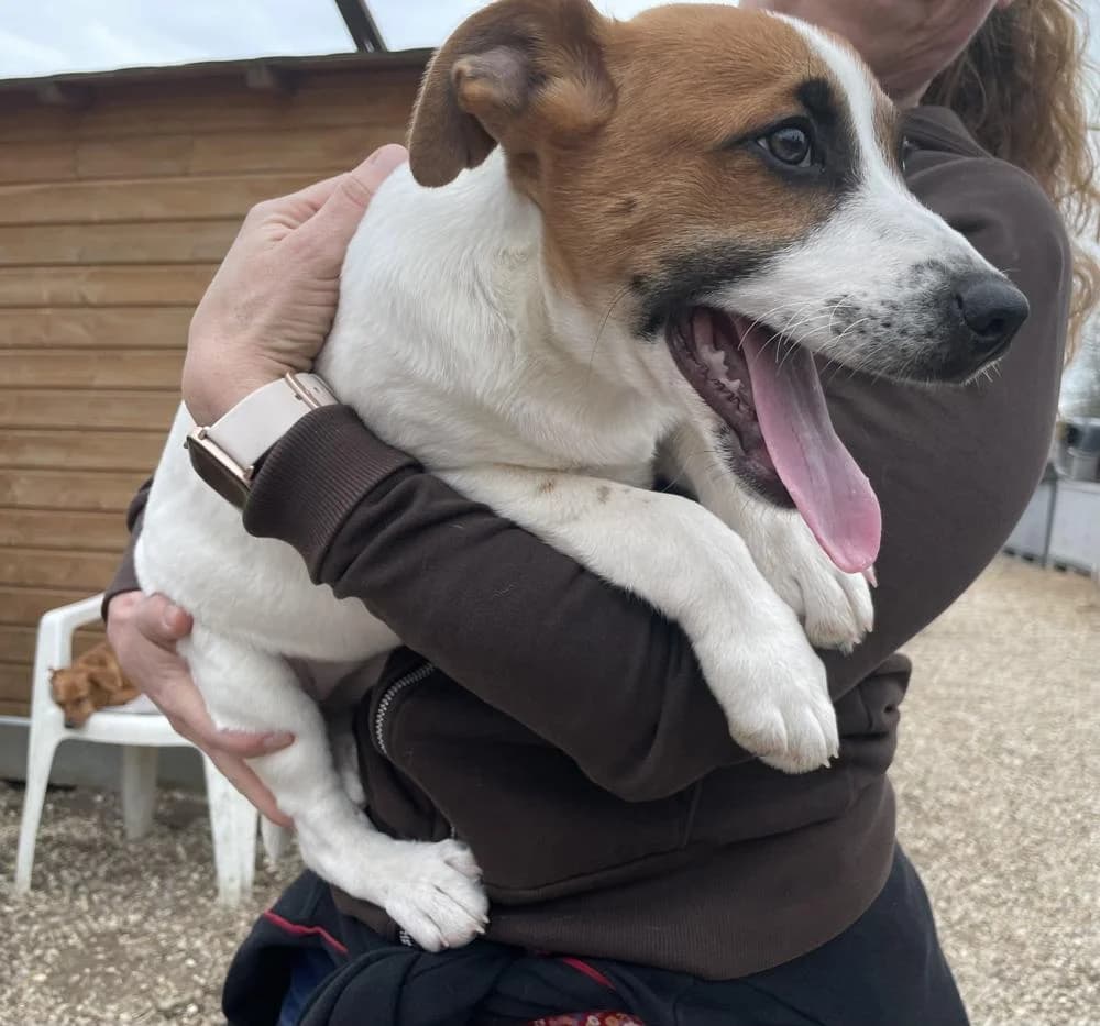 Frufru, female Mixed Breed for adoption at Vackoló Állatmenhely Veszprém, Vackolo photo 5