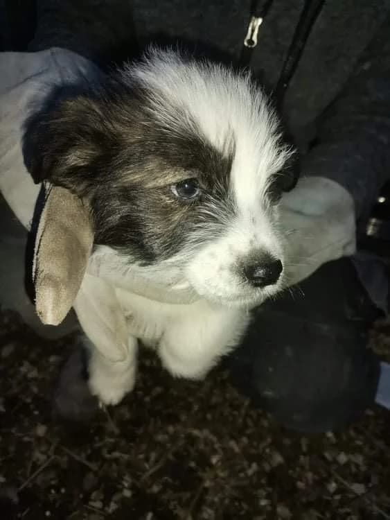 Frutti, female Mixed Breed for adoption at Vackoló Állatmenhely Veszprém, Vackolo photo 2