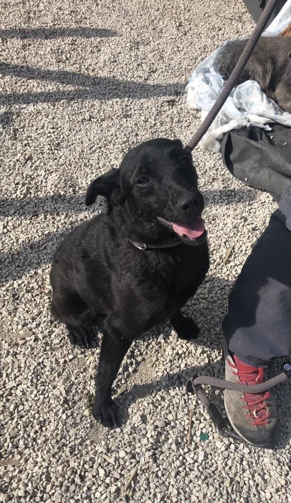 Adri, female Mixed Breed for adoption at Vackoló Állatmenhely Veszprém, Vackolo photo 2
