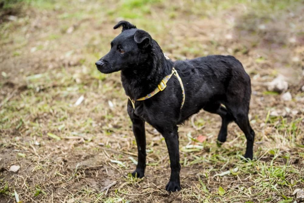 Adri, female Mixed Breed for adoption at Vackoló Állatmenhely Veszprém, Vackolo photo 4
