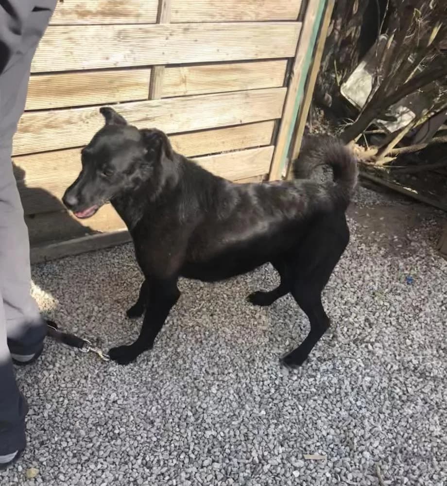 Adri, female Mixed Breed for adoption at Vackoló Állatmenhely Veszprém, Vackolo photo 5